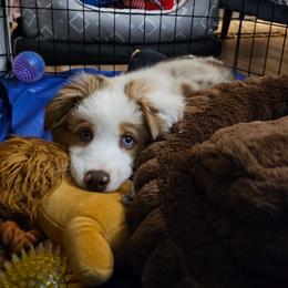 Aussiedoodle and Miniature Australian Shepherd Puppies from Aussies Acre