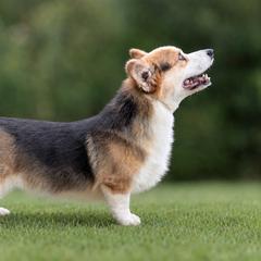 Jackson - Pembroke Welsh Corgi