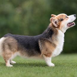 Jackson - Pembroke Welsh Corgi