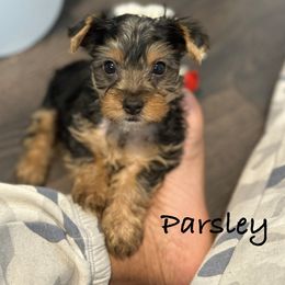 Parsley - Black and tan Yorkshire Terrier puppy in Waldorf, Maryland from Luv My Yorkies, LLC