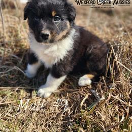 Boy 9 - Black tri-color male Australian Shepherd puppy in Harpers Ferry, Iowa from Wexford Creek Aussies, LLC