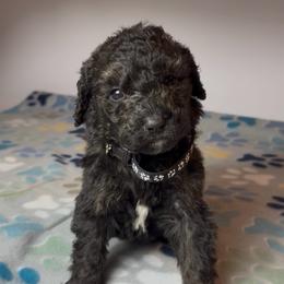 Bayou - White Collar - Phantom female Bernedoodle puppy in Carencro, Louisiana from Southern Bayou Poodles and Doodles
