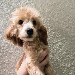 Cheetos - Apricot male Poodle puppy in Chandler, Arizona from Fabi toy Poodle