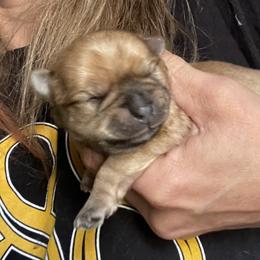 Annie - Gold female Morkie puppy in Taylorsville, North Carolina from Mountain Top Hot Tailz