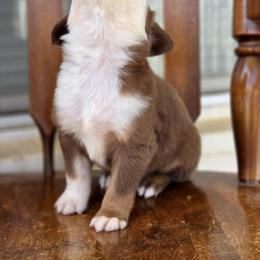 Australian Shepherd, Companion Cross, Miniature American Shepherd, Miniature Australian Shepherd, and Toy Australian Shepherd Puppies from Aloe Aussies