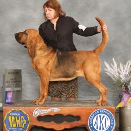 Giggles - Bloodhound