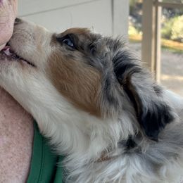 Australian Shepherd Puppies from Copper Sky Aussies of the Cental Coast
