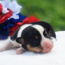 Boy 1 - male American Corgi puppy in Gouverneur, New York from St. Lawrence Corgis