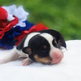 Boy 1 - male American Corgi puppy in Gouverneur, New York from St. Lawrence Corgis