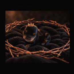 Hashbrown - Black and tan male Cavapoo puppy in Battle Lake, Minnesota from Panda Puppies