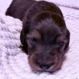 Shaded red girl - Red female Dachshund puppy in Beaver, Pennsylvania from Meaden’s Mini Dachshunds