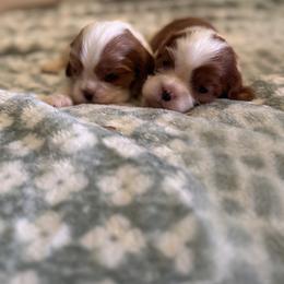 Astra's Girl - Blenheim female Cavalier King Charles Spaniel puppy in Creedmoor, North Carolina from Cavalier Obsession