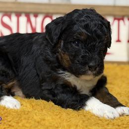 Chance - Tri-color male Bernedoodle puppy in Henry, Illinois from Rowe Farms Doodles