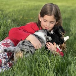 Aussiedoodle Puppies from Crystal Ridge Doodles
