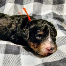 Glacier - Phantom male Bernedoodle puppy in Forest, Ohio from Mini Doodle Buddies