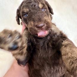 Waffles - Phantom male Goldendoodle puppy in Osage City, Kansas from Golden Ridge Goldens