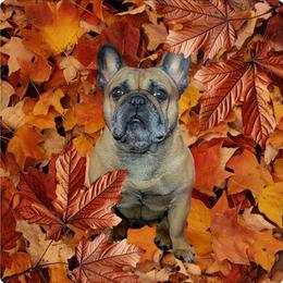 Louie - French Bulldog