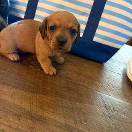 Uncle Sam - Red male Dachshund puppy in Madisonville, Texas from Little B’s Dachshund Farm