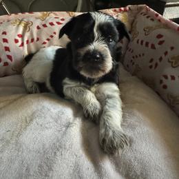 Chloe - Parti female Miniature Schnauzer puppy in Pearland, Texas from K & S Schnauzers