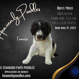 Poodle Puppies from Heavenly Poodles