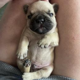 French Bulldog Puppies from Orderofthebulldogs, LLC