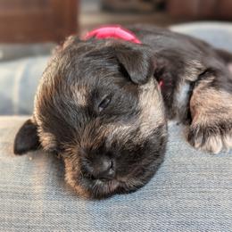 Evergreen - Black and silver female Miniature Schnauzer puppy in Cody, Wyoming from Bliss Creek MTN Meadows