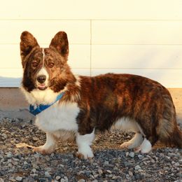 Bear - Cardigan Welsh Corgi