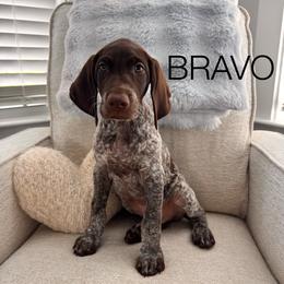 Bravo - Liver and white male German Shorthaired Pointer puppy in Charleston, South Carolina from Buck GSP