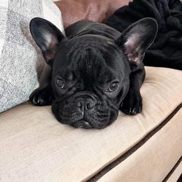 French Bulldog Puppies from Fancy Face Frenchies