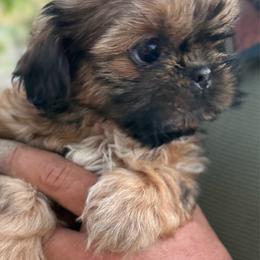 Luna - Red female Shih Tzu puppy in Bennett, Colorado from Victorio Boxers & Shih-Tzu's