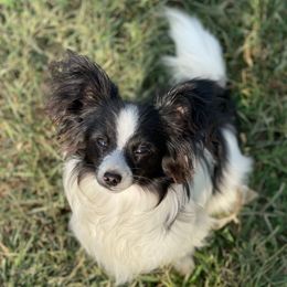 Yankee - White and black male Papillon puppy in Bradyville, Tennessee from Pinnacle Papillons