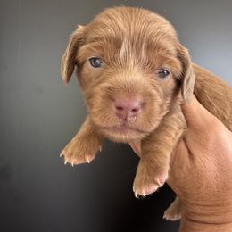 Praline - Fawn (isabella) and tan female Dachshund puppy in Bentonville, Arkansas from Boujee Buns Dachshunds