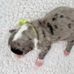 Cider - Green Collar - Blue merle male Bernedoodle puppy in Highland, Utah from Angel Pups Deluxe