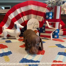 Tiny Tim - Chocolate and tan male Dachshund puppy in Hudson, Michigan from Mittentail Kennel Miniature Dachshunds & Australian Shepherds