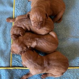 Girl 3 - Golden rust female Vizsla puppy in Albany, Texas from Big Country Kennels