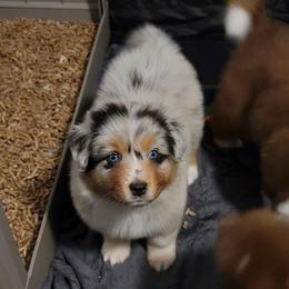 Australian Shepherd puppies from Daffodil Australian Shepherds