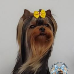Yorkshire Terrier All Grown Up from The Best Yorkies, by Montbleau