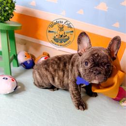 Sid - Brindle male French Bulldog puppy in Strunk, Kentucky from Waters Edge French Bulldogs LLC