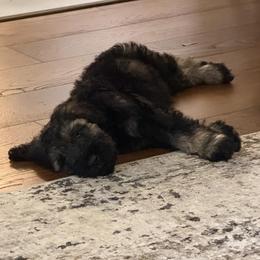 Winchester - Pepper and salt male Giant Schnauzer puppy in Pearland, Texas from K & S Schnauzers