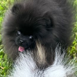 Pomeranian puppies from Glow Up Pomeranians