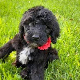 Bernedoodle, Double Doodle, and Goldendoodle Puppies from The Good Doodle