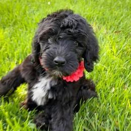 Bernedoodle, Double Doodle, and Goldendoodle Puppies from The Good Doodle