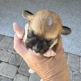 Girl 2 - Red female Pembroke Welsh Corgi puppy in Ocala, Florida from Rivermont Farm