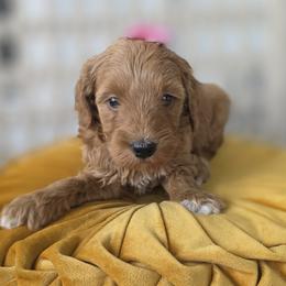 Luna - Red  female Goldendoodle puppy in Decatur, Tennessee from Diamond's Doodles