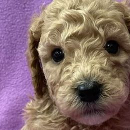 Labradoodles from Doodle Bug Love