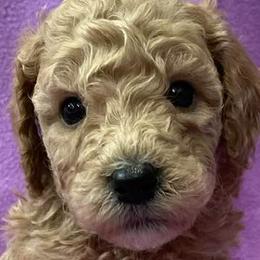 Labradoodles from Doodle Bug Love