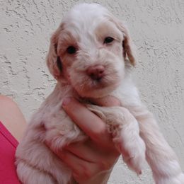 Aussiedoodle Puppies from S & L Oodles of Doodles
