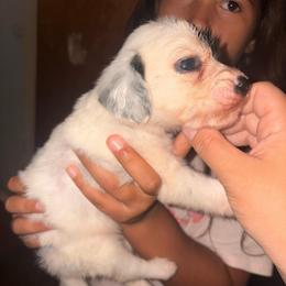 Yellow collar girl - White and black female Dalmatian puppy in Toledo, Ohio from Exquisite Dalmatians & Standard Poodles