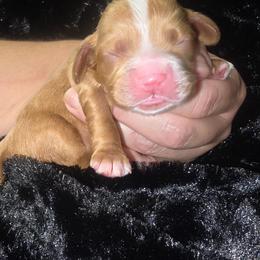 Brody - Red male Cocker Spaniel puppy in Florence, South Carolina from Reddick's American Cocker Spaniels