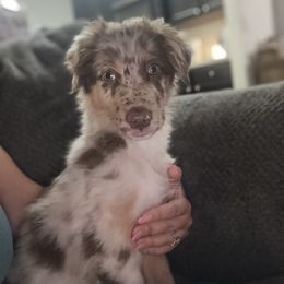 Joesph (Green) - Red merle male Australian Shepherd puppy in Sun City Center, Florida from Loyal Liberty Aussies